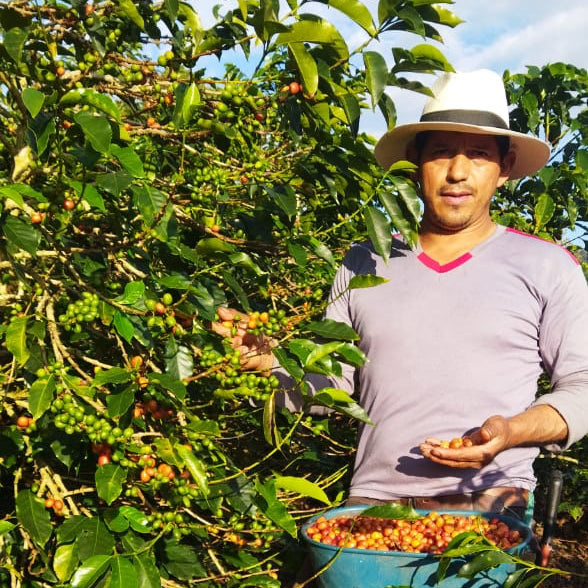 Huila Colombia Pink Bourbon "La Lomita"