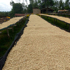 Ethiopia Gerse