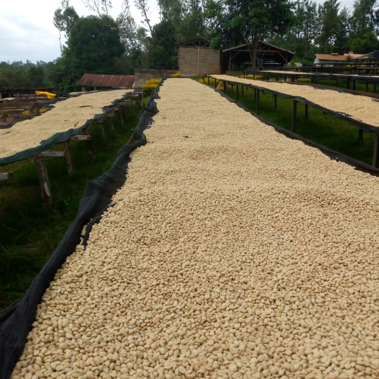 Ethiopia Gerse