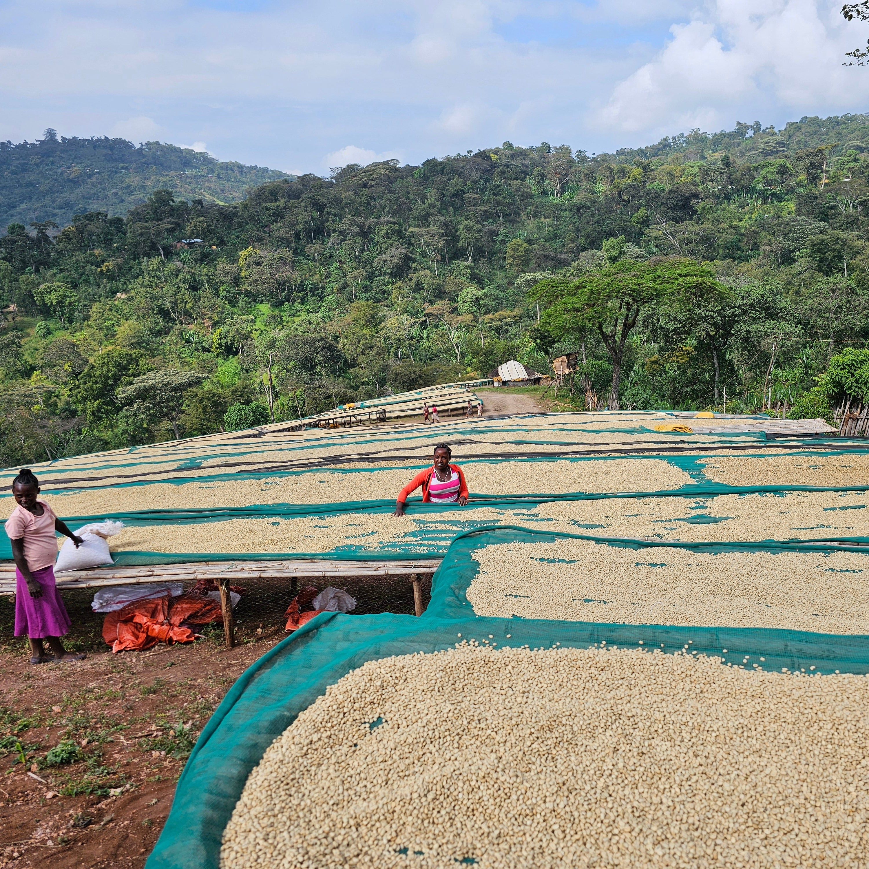 Ethiopia Gerse