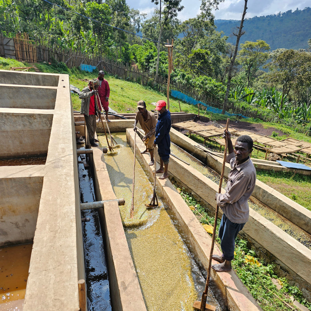 Ethiopia Gerse